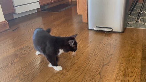 Kitten does Backflip!