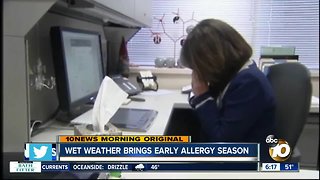 Wet weather brings early allergy season