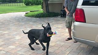 Great Dane asked to carry treats inside, steals them for herself