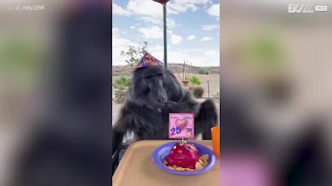 Babuino celebra 25 anos com um bolo!