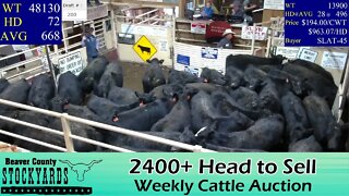 11/1/2022 - Beaver County Stockyards Livestock Auction
