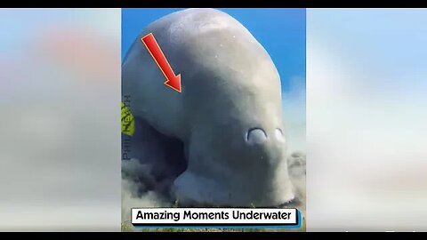 Amazing Moments Underwater