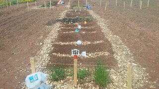 Wild Urban Gardens 2021 - Community Garden Plot Visit. Transplanted spinach, peas, endive, etc.