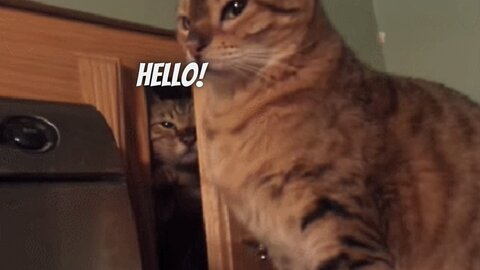 Cat slap another Cat! |HELLO! Cat say Hello ! Cat funny video |