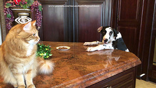 Puppy gets caught trying to steal cat food