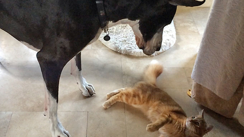 Great Dane and Cat playing togehter