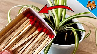 Put MATCHES in your FLOWERS and WATCH WHAT HAPPENS 💥 (Genius) 🤯