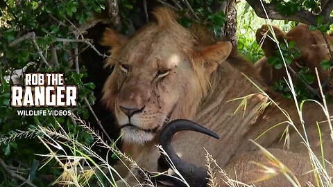 Young Lions With A Gnu Meal In The Shade | Lalashe Maasai Mara Safari
