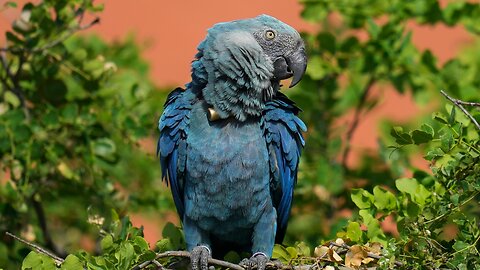 The Fight to Save Spix's Macaw