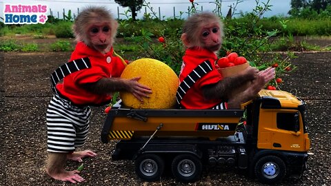 baby monkey animal bi bi | BiBi goes to harvest fruit on the farm