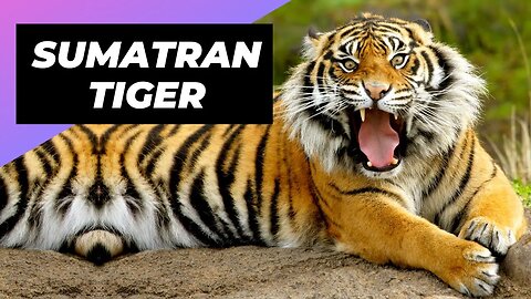 Sumatran Tiger 🐯 One Of The Most Endangered Animals In The Wild #shorts