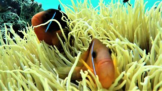 Clownfish on reef in Fiji play in venomous sea anemone