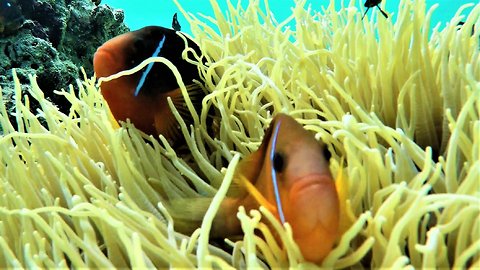 Clownfish on reef in Fiji play in venomous sea anemone