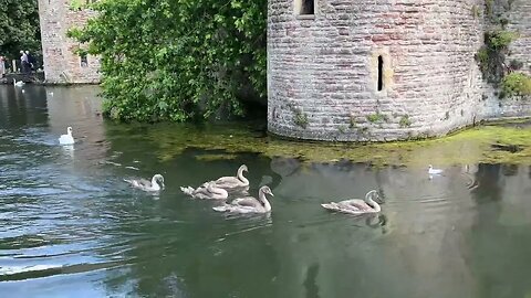 Wells Swans looking very Sassy