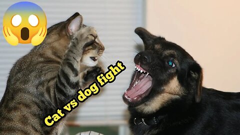 Cats vs Dogs fights - angry cats vs dogs funny compilation
