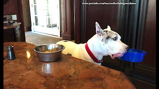 Independent Great Dane decides to help himself to his dessert bowl