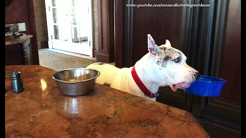 Independent Great Dane decides to help himself to his dessert bowl