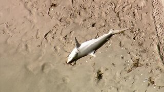 Dead shark washes up on Delray Beach