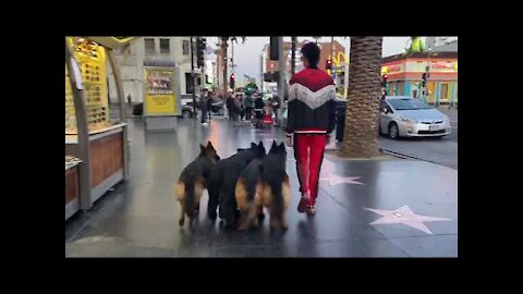 Off Leash Pack Walk On Hollywood Blvd!!!