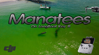 Longboat Key Beach Manatees Offshore Drone