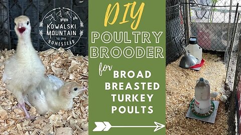 DIY Poultry Brooder | Broad Breasted White Turkey Poults