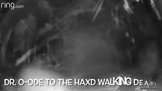 Dr. O: My Ode To The HAXD Walking Dead Zombies