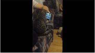 Cat "Conductor" Watches Symphony Video On Smartphone