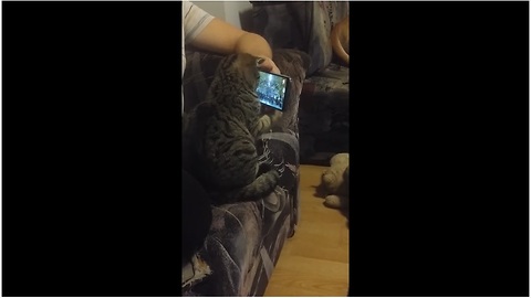 Cat "Conductor" Watches Symphony Video On Smartphone