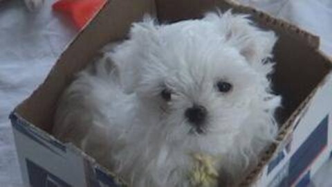 FINAL PART of cute Maltese puppies 💕😍 (PART-7) | 8 Weeks Old - Puppies vs Cat!