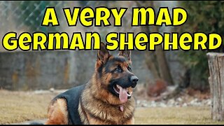 German Shepherd | German Shepherd Puppies #funnyvideo #funnydogs #humor #funny #funnymoments