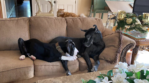 Funny Cat Teaches Great Dane Puppy How To Stay On The Sofa