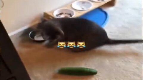 Cat's Condition Suddenly Seeing Cucumber