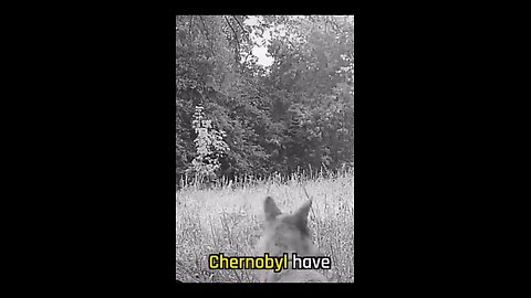 Wolf in Chernobyl