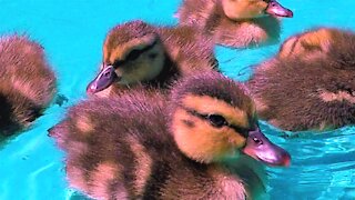 Orphaned ducklings happily play in the water at foster home