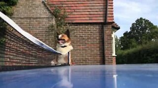 Dog thinks he's a ping-pong referee