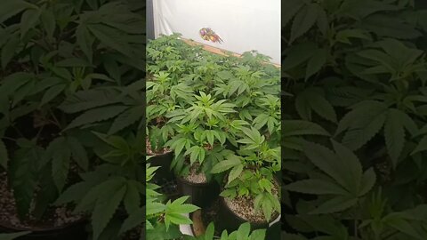 Mars Hydro Room FC4800 x4. 70+ plants. Rockstar & Ice OG