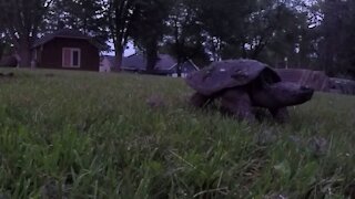 Snapping Turtle Laying Eggs time lapse video
