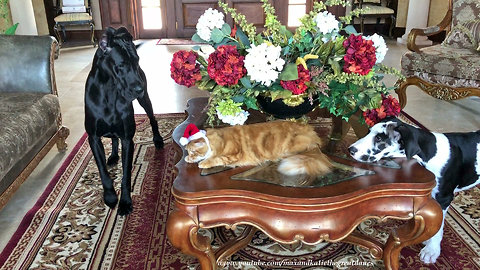 Pets get ready for their Christmas card photos