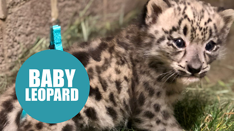 Snow leopard cub born with defect has therapy to help it learn how to walk
