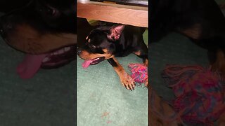 Cute Funny Rottweiler! 🐶 #shorts #short #viral #youtube #like