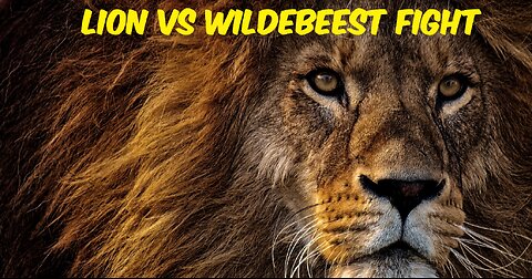 lion vs wildebeest fight | battle for survival | wildebeest vs lion