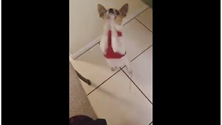 Cute dog literally begs for a treat