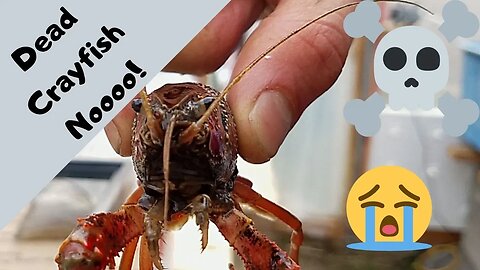 Crayfish died Noo! - Crayfish for aquaponics part 3 - (hybrid aquaponic system)