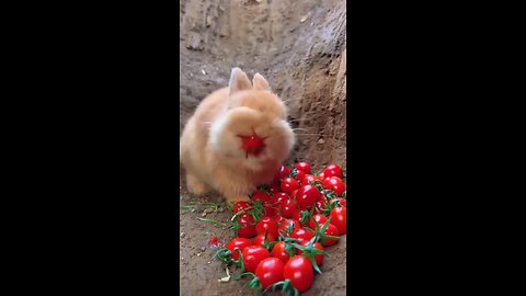 rabbit eat tomatoes