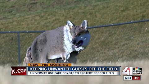 Coyote decoy saves Park University weeks of work, thousands of dollars