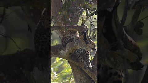 Amaizing Leopard sighting, not for sensitive viewers #animal #leopard #africawildlife