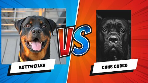 Rottweiler vs Cane Corso 🐾 Choosing Your Perfect Guard Dog
