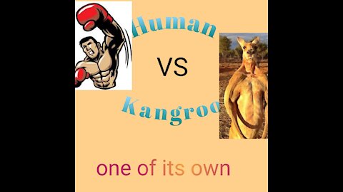 Human vs kangroo