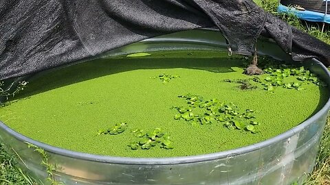 Growing Azolla and water Hyacinth in a stock tank for animal feed and soil amendments