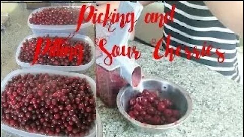 PICKING AND PITTING SOUR CHERRIES